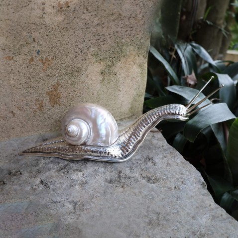 Caracol concha branca